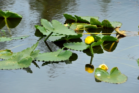 Wetland Water Lily
